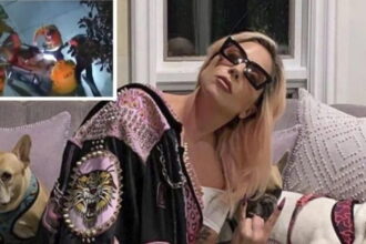 Hombre que robó los perros de Lady Gaga fue sentenciado a 21 años de cárcel
