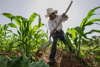 Desempleo en zonas rurales alcanza el 50%, según Fedeagro