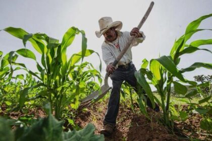 Desempleo en zonas rurales alcanza el 50%, según Fedeagro