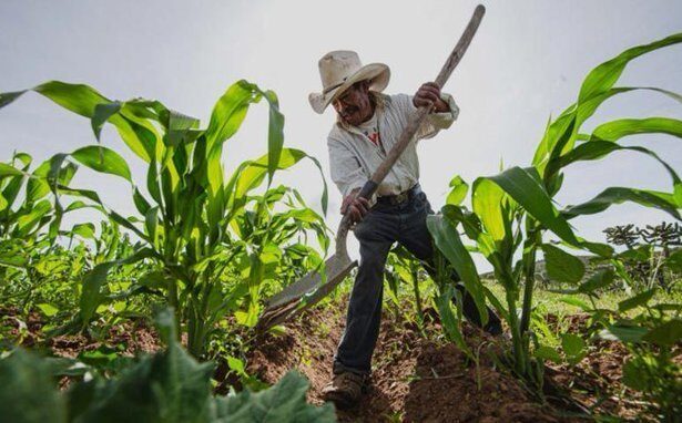 Desempleo en zonas rurales alcanza el 50%, según Fedeagro