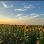 Fedeagro afirma que está resurgiendo la siembra de girasol en Portuguesa