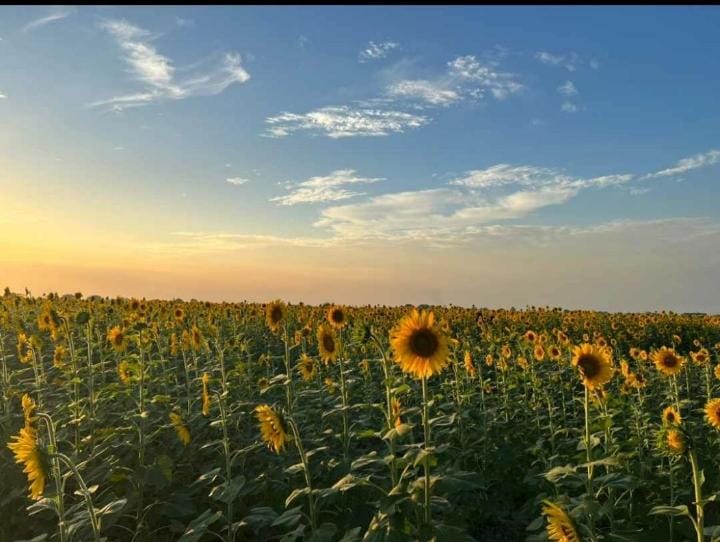 Fedeagro afirma que está resurgiendo la siembra de girasol en Portuguesa