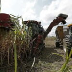 Producción de azúcar en Venezuela ha tenido un crecimiento sostenido