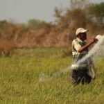 Al menos 100 mil hectáreas de arroz serán sembradas este año