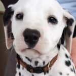 Esta es la razón por la que los perros les gusta lamer el rostro de los humanos