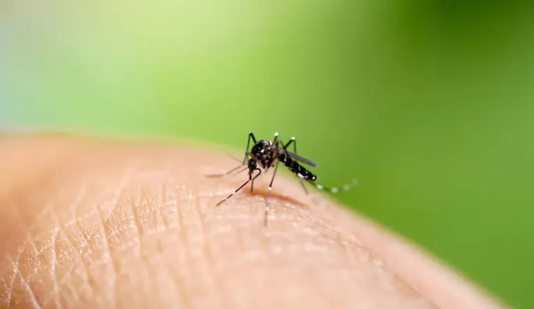 Monitor Salud informó sobre el aumento de casos de dengue en Caracas