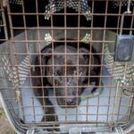 Desmantelan red de peleas de perros en Cundinamarca