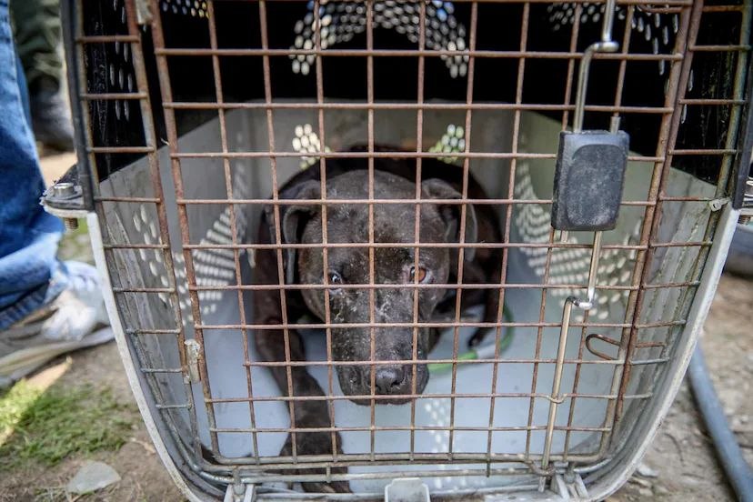 Desmantelan red de peleas de perros en Cundinamarca