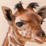 Jirafa del Toledo Zoo se vuelve viral por su “mal día de cabello”